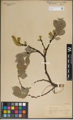 Foto von Salix lanata L.